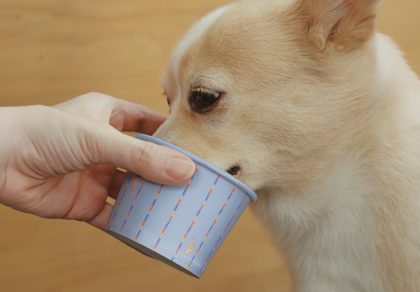 A dog drinking from a Dizi Pool paper cup with pool-lane stripes