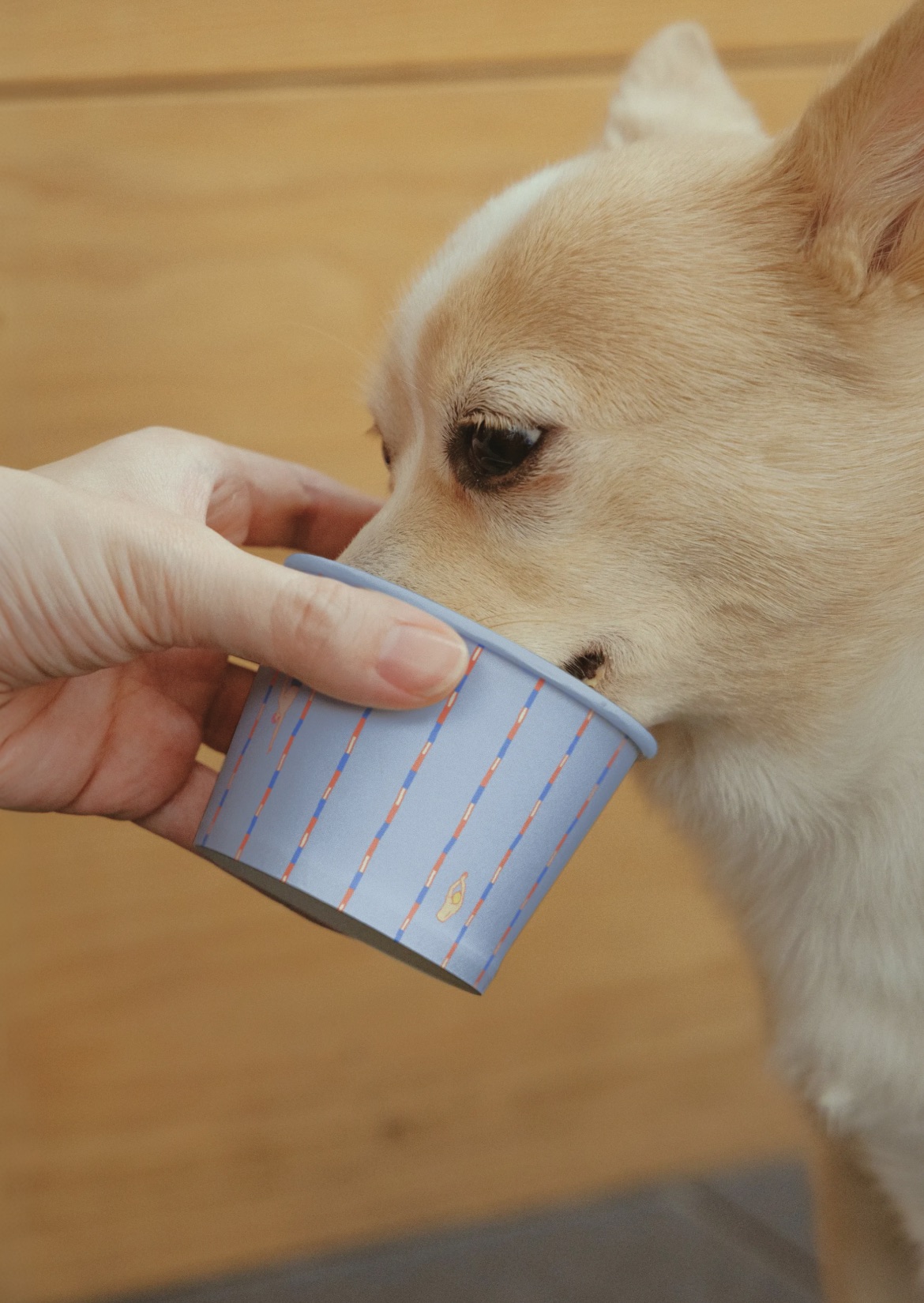 A dog drinking from a Dizi Pool paper cup with pool-lane stripes